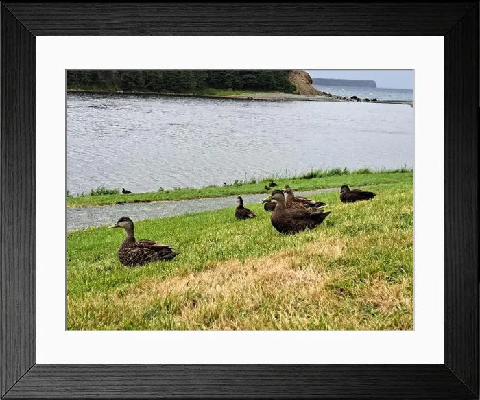 Framed Print : Ducks on the grass at Worsley Park in Conception Bay South, Newfoundland & Labrador, Canada Framed Print : Ducks on the grass at Worsley Park in Conception Bay South, Newfoundland & Labrador, Canada