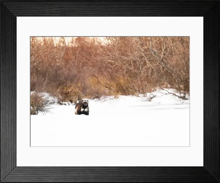 Framed Print : A wolverine running along the shoreline of a frozen lake near Churchill, Manitoba Framed Print : A wolverine running along the shoreline of a frozen lake near Churchill, Manitoba