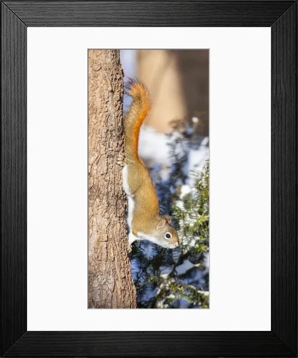 Framed Print : American red squirrel (Tamiasciurus hudsonicus) Framed Print : American red squirrel (Tamiasciurus hudsonicus)