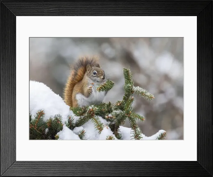 Framed Print : American red squirrel (Tamiasciurus hudsonicus) feeding in winter Framed Print : American red squirrel (Tamiasciurus hudsonicus) feeding in winter