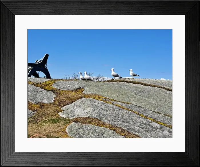 Framed Print : Great black-backed gulls standing on a rock at Peggy's Cove, Nova Scotia, Canada Framed Print : Great black-backed gulls standing on a rock at Peggy's Cove, Nova Scotia, Canada