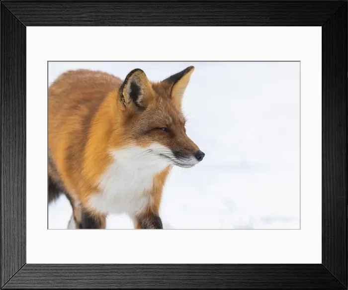 Framed Print : Red fox in winter Framed Print : Red fox in winter