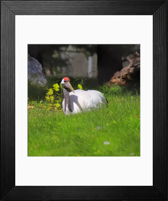 Framed Print : This is a Red-Crowned Crane that I got to see at the Calgary Zoo Framed Print : This is a Red-Crowned Crane that I got to see at the Calgary Zoo