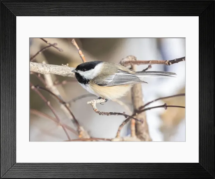 Framed Print : black-capped chickadee (Poecile atricapillus) in winter Framed Print : black-capped chickadee (Poecile atricapillus) in winter