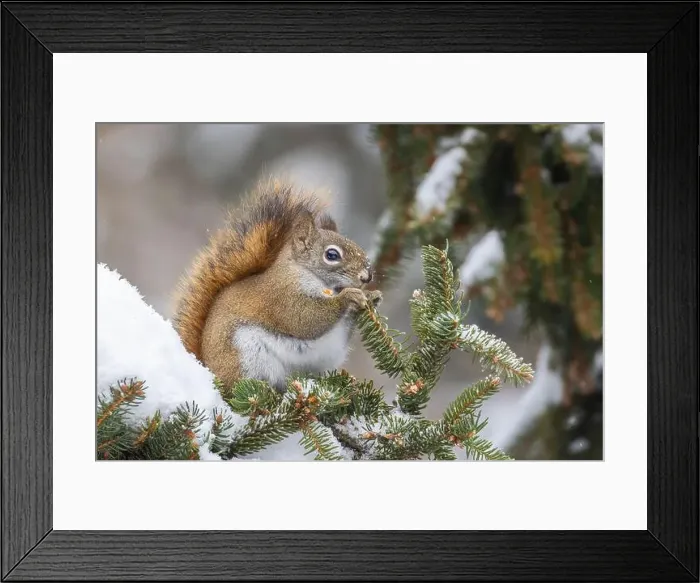 Framed Print : American red squirrel (Tamiasciurus hudsonicus) feeding in winter Framed Print : American red squirrel (Tamiasciurus hudsonicus) feeding in winter