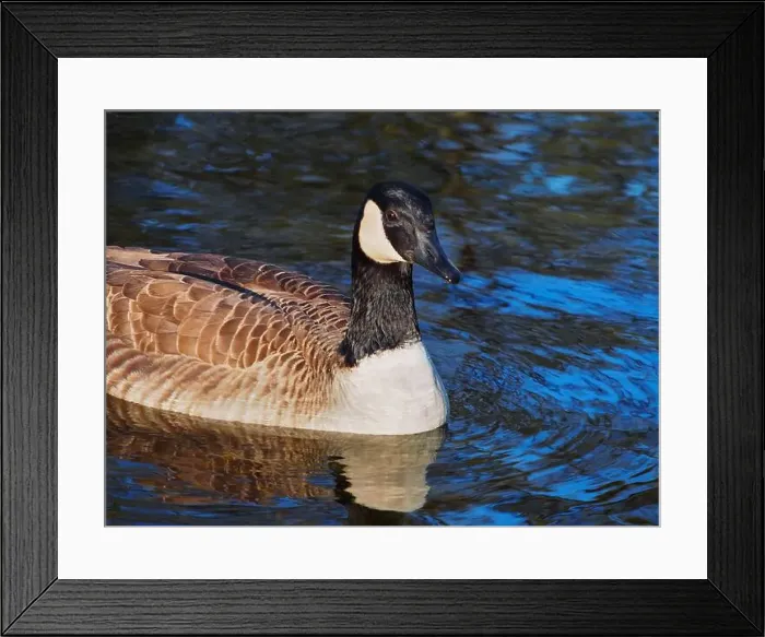 Framed Print : Close-up view of a canadian goose (branta canadensis) on the pond in the Rheinaue park in Bonn Framed Print : Close-up view of a canadian goose (branta canadensis) on the pond in the Rheinaue park in Bonn