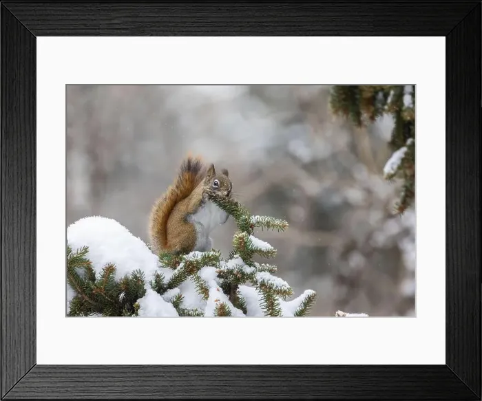 Framed Print : American red squirrel (Tamiasciurus hudsonicus) feeding in winter Framed Print : American red squirrel (Tamiasciurus hudsonicus) feeding in winter