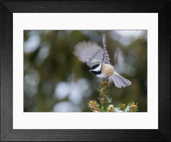 Framed Print : black-capped chickadee (Poecile atricapillus) in winter Framed Print : black-capped chickadee (Poecile atricapillus) in winter