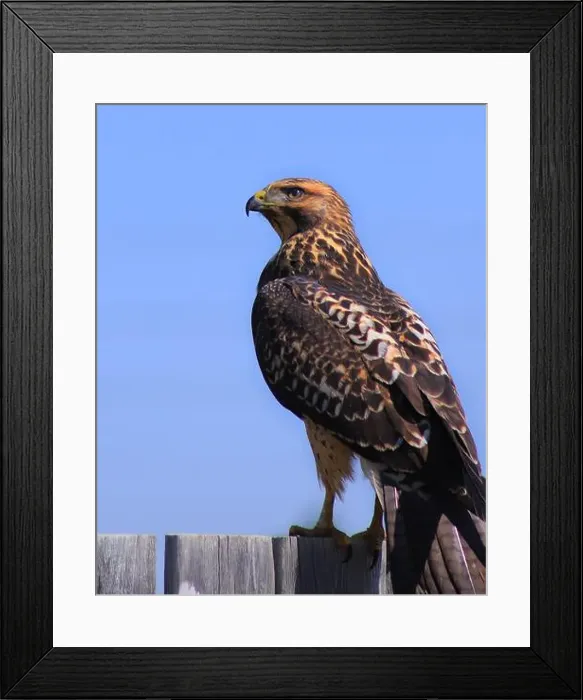 Framed Print : This is such a beautiful bird of prey. I was lucky to spot it while doing my delivery job up in Calgary Framed Print : This is such a beautiful bird of prey. I was lucky to spot it while doing my delivery job up in Calgary