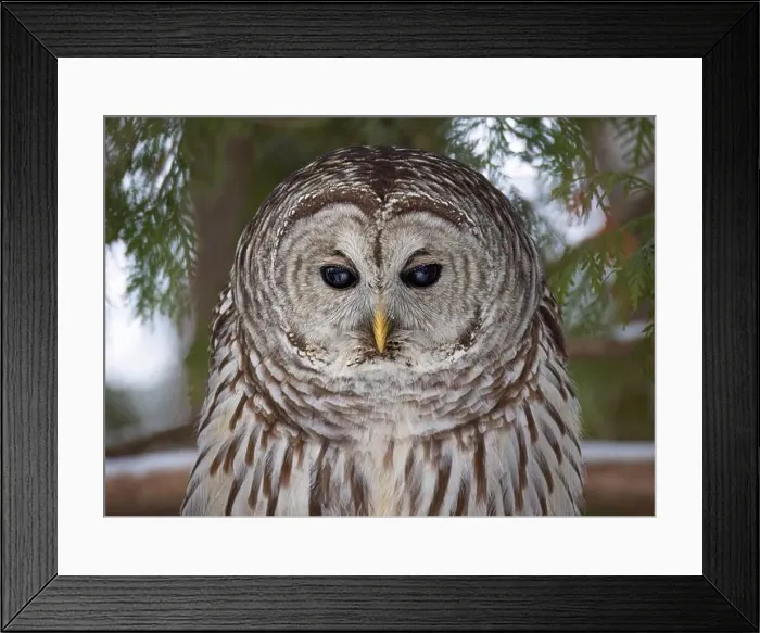 Framed Print : Barred owl closeup perched on a branch in winter in Canada Framed Print : Barred owl closeup perched on a branch in winter in Canada