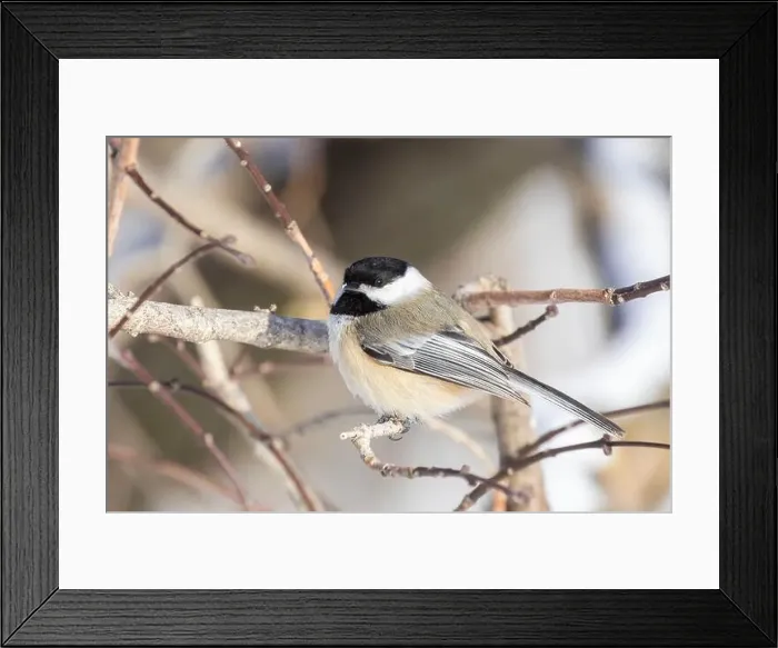 Framed Print : black-capped chickadee (Poecile atricapillus) in winter Framed Print : black-capped chickadee (Poecile atricapillus) in winter