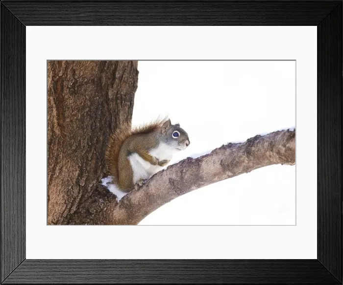 Framed Print : American red squirrel (Tamiasciurus hudsonicus) Framed Print : American red squirrel (Tamiasciurus hudsonicus)