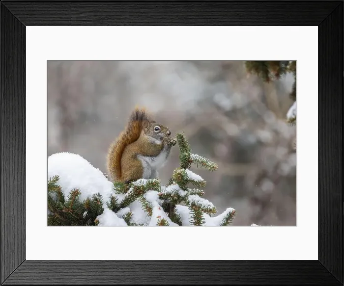 Framed Print : American red squirrel (Tamiasciurus hudsonicus) feeding in winter Framed Print : American red squirrel (Tamiasciurus hudsonicus) feeding in winter