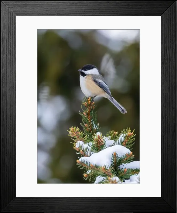 Framed Print : black-capped chickadee (Poecile atricapillus) in winter Framed Print : black-capped chickadee (Poecile atricapillus) in winter