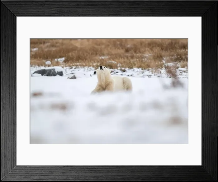 Framed Print : A young polar bear laying down and resting on snow covered ground hear the shore of Hudson Bay outside of Churchill Framed Print : A young polar bear laying down and resting on snow covered ground hear the shore of Hudson Bay outside of Churchill