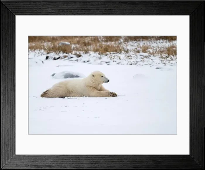 Framed Print : A young polar bear laying down and resting on snow covered ground hear the shore of Hudson Bay outside of Churchill