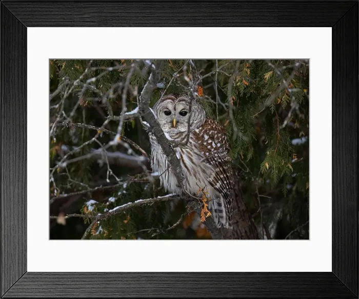 Framed Print : A Barred owl (Strix varia) perched in a cedar tree in the winter forest in Canada Framed Print : A Barred owl (Strix varia) perched in a cedar tree in the winter forest in Canada