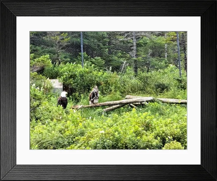 Framed Print : Bald eagle couple at Salmonier Nature Park on NL 90 in Holyrood, Newfoundland & Labrador, Canada Framed Print : Bald eagle couple at Salmonier Nature Park on NL 90 in Holyrood, Newfoundland & Labrador, Canada