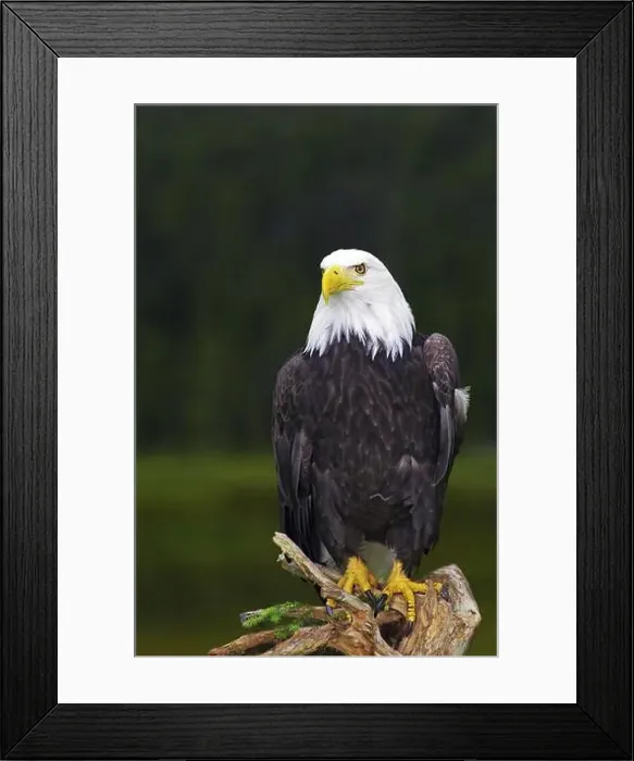 Framed Print : A bald eagle poses proudly on a tree trunk in front of a green forest background Framed Print : A bald eagle poses proudly on a tree trunk in front of a green forest background