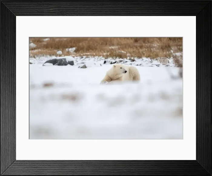 Framed Print : A young polar bear laying down and resting on snow covered ground hear the shore of Hudson Bay outside of Churchill Framed Print : A young polar bear laying down and resting on snow covered ground hear the shore of Hudson Bay outside of Churchill