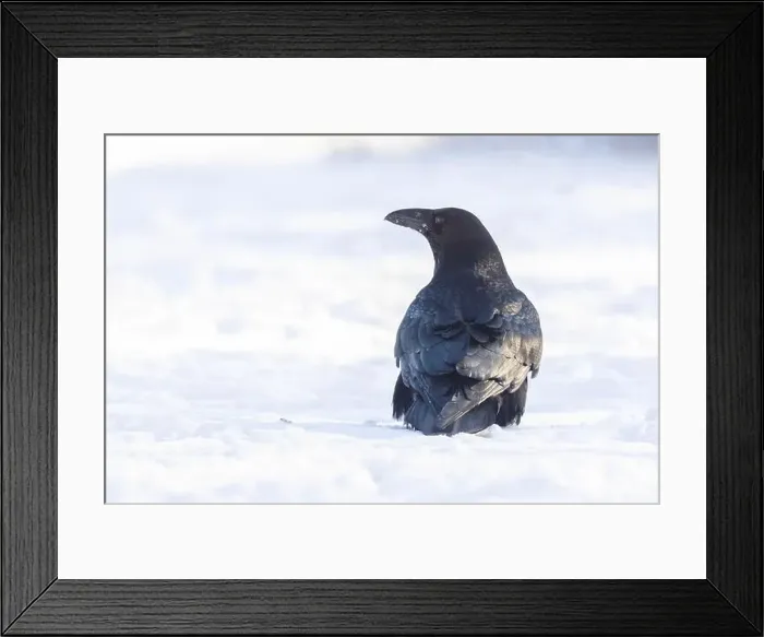 Framed Print : common raven or northern raven (Corvus corax) in winter Framed Print : common raven or northern raven (Corvus corax) in winter