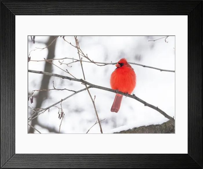 Framed Print : Male northern cardinal (Cardinalis cardinalis) in winter
