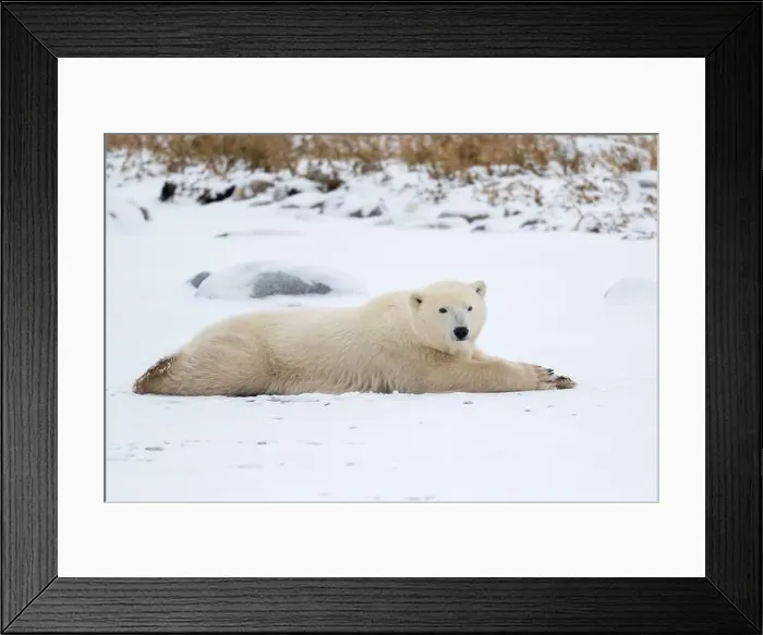 Framed Print : A young polar bear laying down and resting on snow covered ground hear the shore of Hudson Bay outside of Churchill Framed Print : A young polar bear laying down and resting on snow covered ground hear the shore of Hudson Bay outside of Churchill