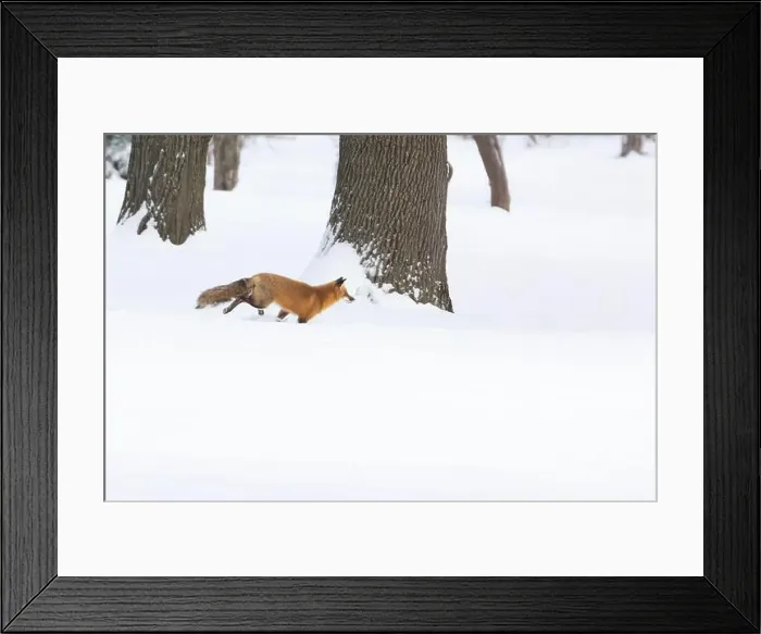 Framed Print : Red fox in winter Framed Print : Red fox in winter