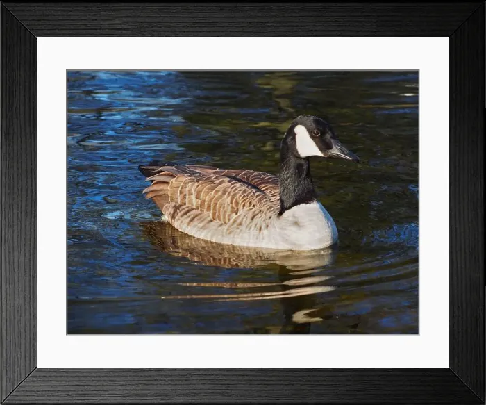 Framed Print : Close-up view of a canadian goose (branta canadensis) on the pond in the Rheinaue park in Bonn Framed Print : Close-up view of a canadian goose (branta canadensis) on the pond in the Rheinaue park in Bonn