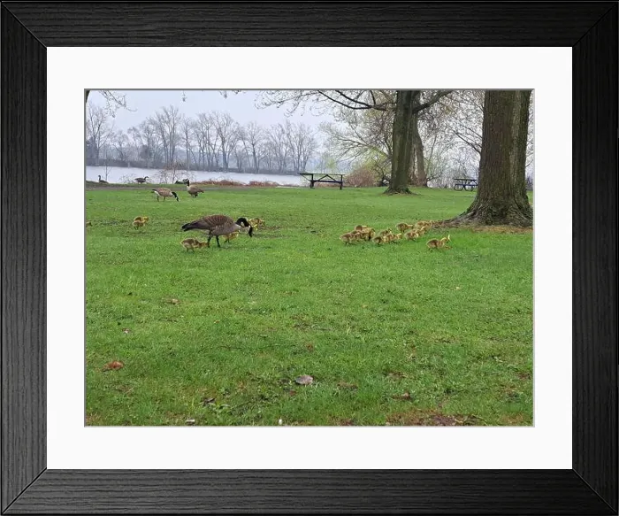 Framed Print : Canada geese with goslings at Rapids Park in LaSalle, Montreal, Quebec, Canada Framed Print : Canada geese with goslings at Rapids Park in LaSalle, Montreal, Quebec, Canada
