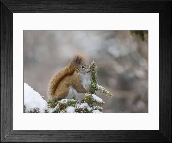 Framed Print : American red squirrel (Tamiasciurus hudsonicus) feeding in winter Framed Print : American red squirrel (Tamiasciurus hudsonicus) feeding in winter