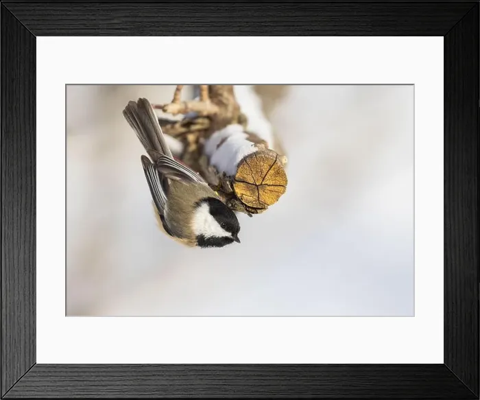 Framed Print : black-capped chickadee (Poecile atricapillus) in winter Framed Print : black-capped chickadee (Poecile atricapillus) in winter