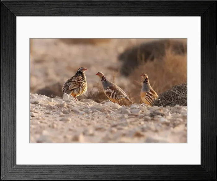 Framed Print : Barbary Partridge - Alectoris barbara is gamebird in pheasant family Phasianidae of Galliformes Framed Print : Barbary Partridge - Alectoris barbara is gamebird in pheasant family Phasianidae of Galliformes