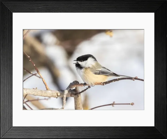 Framed Print : black-capped chickadee (Poecile atricapillus) in winter Framed Print : black-capped chickadee (Poecile atricapillus) in winter