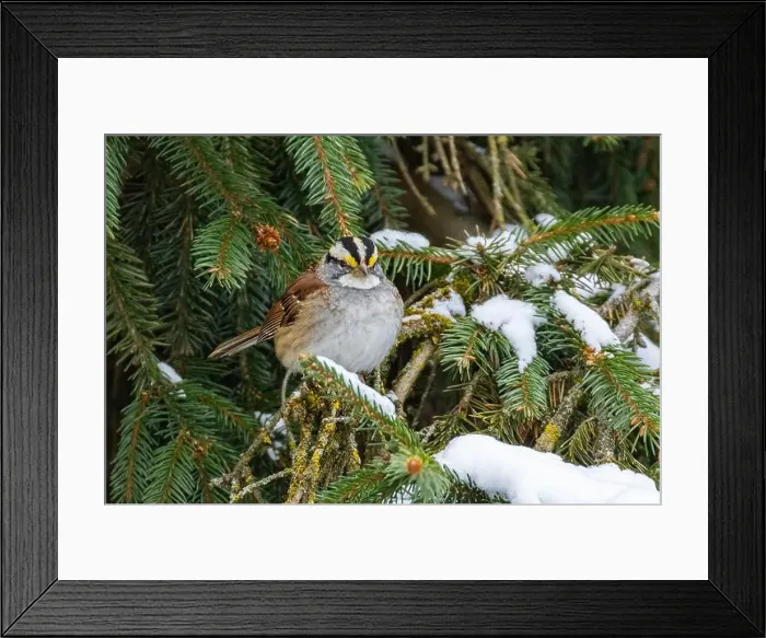 Framed Print : white-throated sparrow (Zonotrichia albicollis) in winter Framed Print : white-throated sparrow (Zonotrichia albicollis) in winter