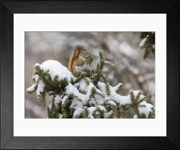 Framed Print : American red squirrel (Tamiasciurus hudsonicus) feeding in winter Framed Print : American red squirrel (Tamiasciurus hudsonicus) feeding in winter
