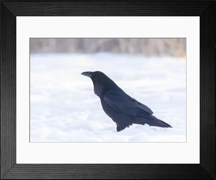Framed Print : common raven or northern raven (Corvus corax) in winter Framed Print : common raven or northern raven (Corvus corax) in winter