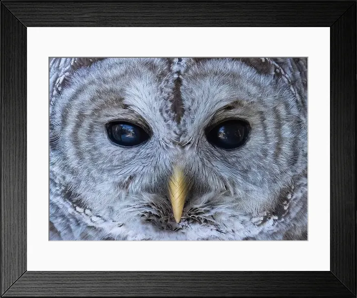Framed Print : The eyes of a Barred owl (Strix varia) reflect the winter forest in Canada Framed Print : The eyes of a Barred owl (Strix varia) reflect the winter forest in Canada