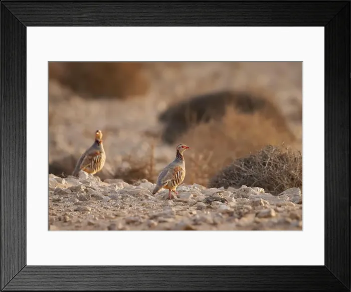 Framed Print : Barbary Partridge - Alectoris barbara is gamebird in pheasant family Phasianidae of Galliformes Framed Print : Barbary Partridge - Alectoris barbara is gamebird in pheasant family Phasianidae of Galliformes