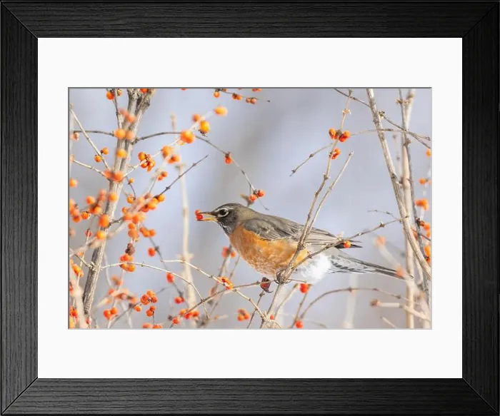 Framed Print : American robin (Turdus migratorius) eating berries in winter Framed Print : American robin (Turdus migratorius) eating berries in winter