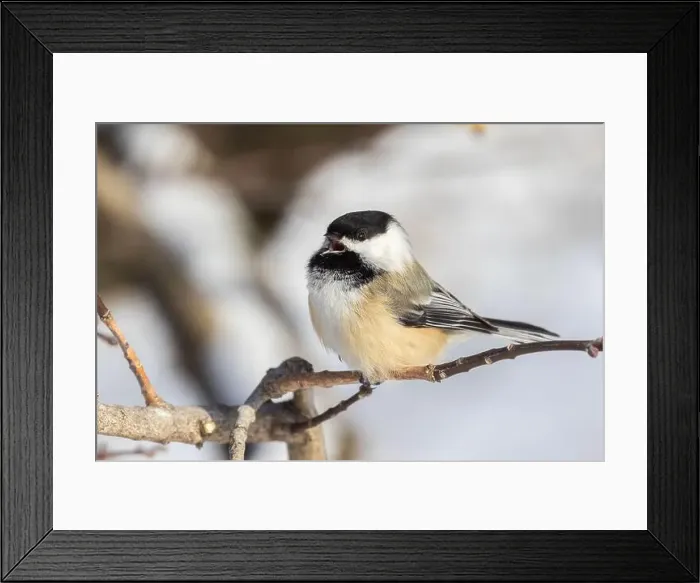 Framed Print : black-capped chickadee (Poecile atricapillus) in winter Framed Print : black-capped chickadee (Poecile atricapillus) in winter