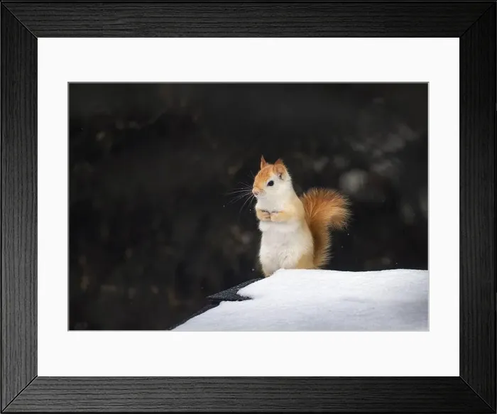 Framed Print : White squirrel (leucistic red squirrel) on top of a roof on a cold winter morning in Canada Framed Print : White squirrel (leucistic red squirrel) on top of a roof on a cold winter morning in Canada