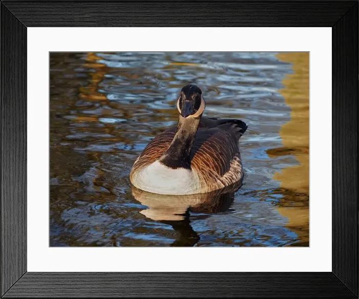 Framed Print : Frontal view of a canadian goose (branta canadensis) on the pond in the Rheinaue park in Bonn Framed Print : Frontal view of a canadian goose (branta canadensis) on the pond in the Rheinaue park in Bonn