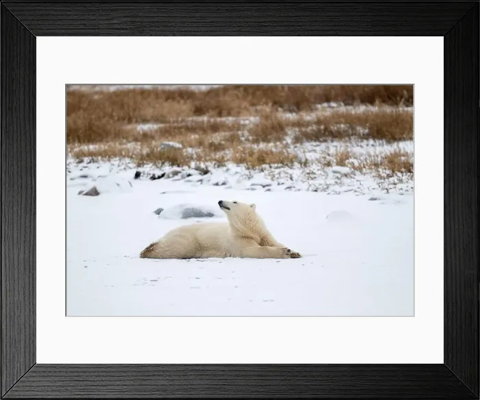 Framed Print : A young polar bear laying down and resting on snow covered ground hear the shore of Hudson Bay outside of Churchill Framed Print : A young polar bear laying down and resting on snow covered ground hear the shore of Hudson Bay outside of Churchill