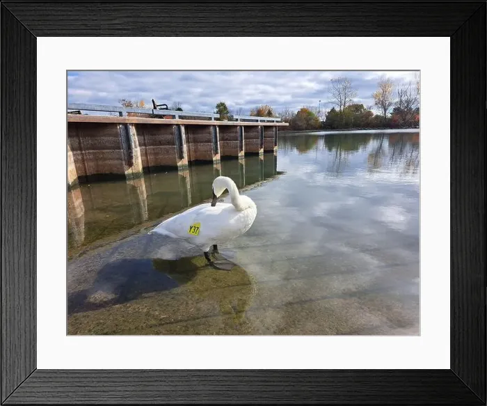 Framed Print : Trumpeter swan preening itself at the boat launch at Bluffer's Park in Scarborough, Toronto, Ontario, Canada Framed Print : Trumpeter swan preening itself at the boat launch at Bluffer's Park in Scarborough, Toronto, Ontario, Canada