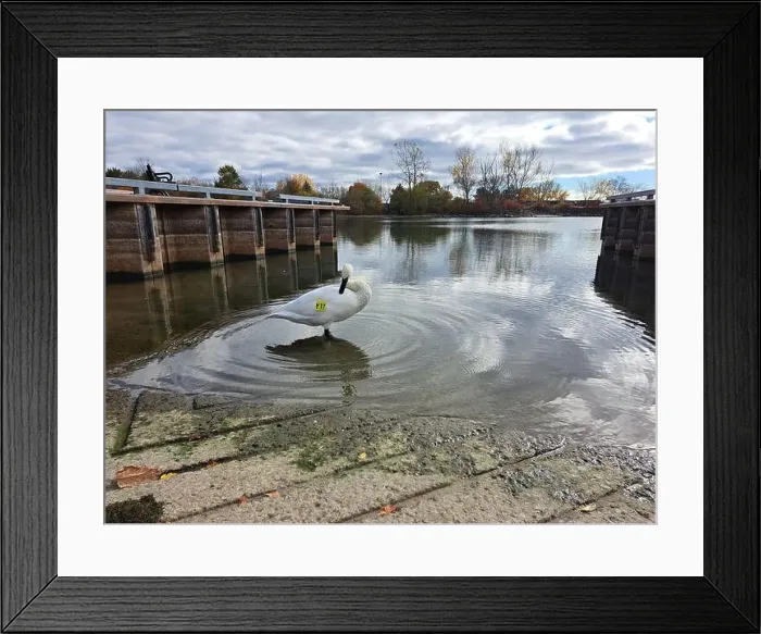 Framed Print : Trumpeter swam preening itself at the boat launch at Bluffer's Park in Scarborough, Toronto, Ontario, Canada Framed Print : Trumpeter swam preening itself at the boat launch at Bluffer's Park in Scarborough, Toronto, Ontario, Canada
