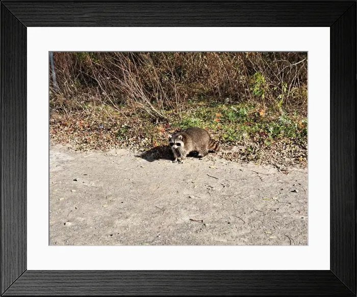 Framed Print : Raccoon on the beach at Bluffer's Park in Scarborough, Toronto, Ontario, Canada Framed Print : Raccoon on the beach at Bluffer's Park in Scarborough, Toronto, Ontario, Canada