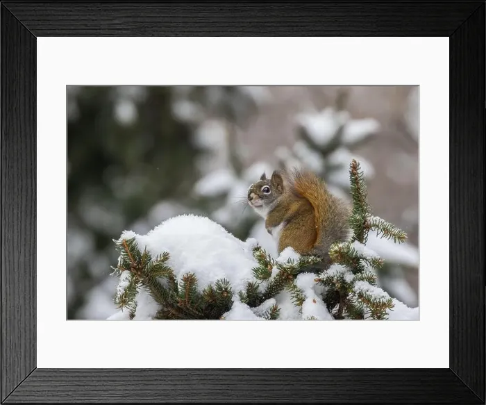 Framed Print : American red squirrel (Tamiasciurus hudsonicus) feeding in winter