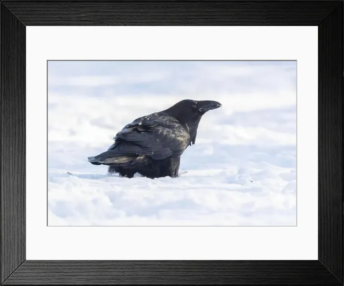 Framed Print : common raven or northern raven (Corvus corax) in winter Framed Print : common raven or northern raven (Corvus corax) in winter
