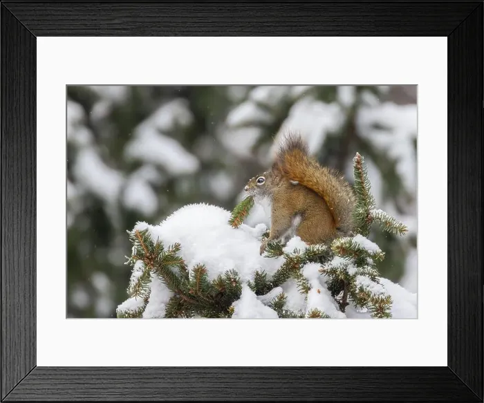 Framed Print : American red squirrel (Tamiasciurus hudsonicus) feeding in winter